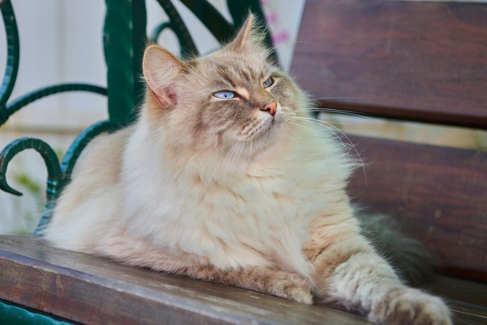 Невская маскарадная кошка, фото фотография