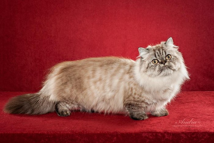 Наполеон, менуэт, карликовые кошки, фото фотография