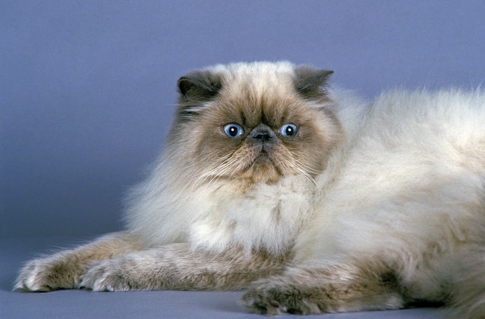 Гималайская кошка, фото породы кошек фотография