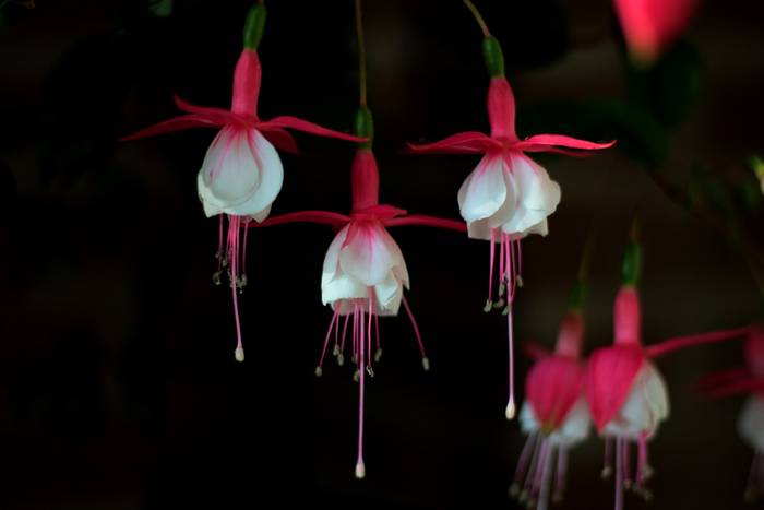   (Fuchsia magellanica),   