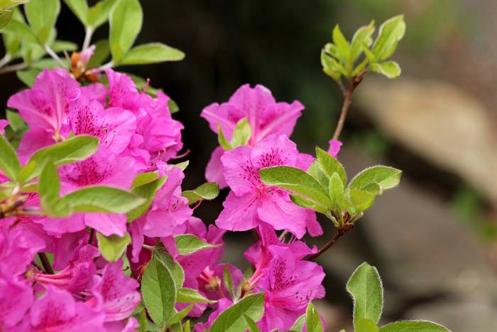  (Rhododendron spp.),   