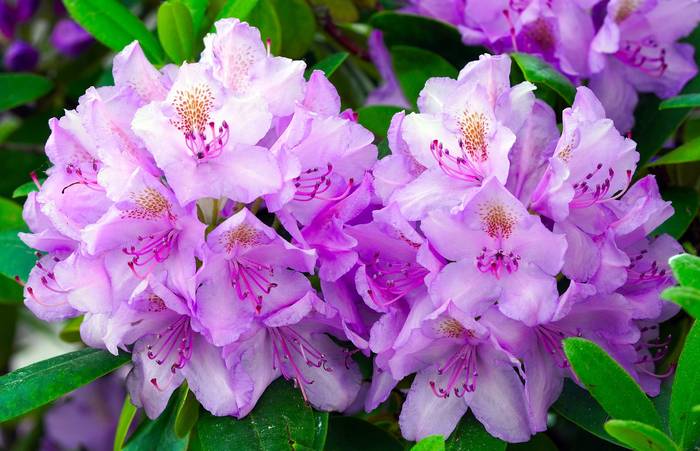  (Rhododendron spp.),   
