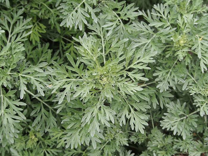   (Artemisia absinthium),   