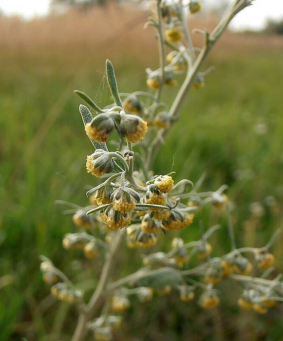   (Artemisia absinthium),   