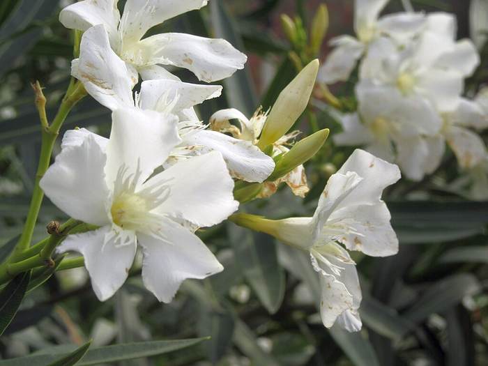   (Nerium oleander),   