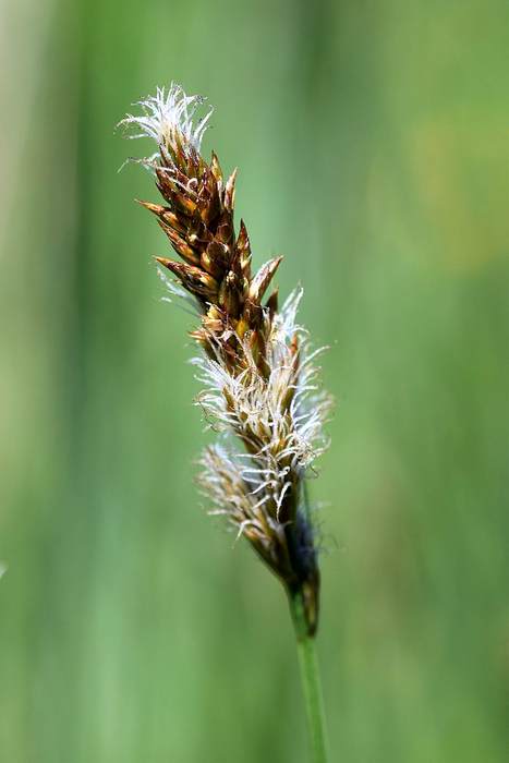   (Carex disticha),   