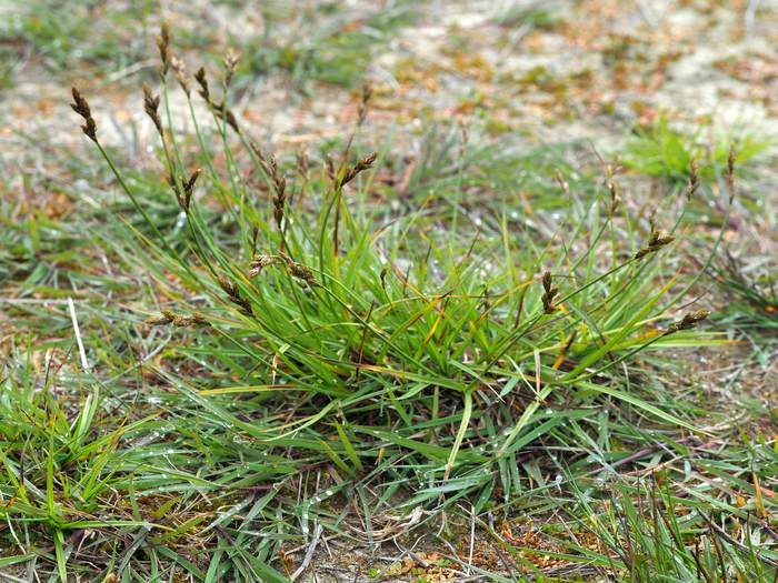   (Carex leporina),   