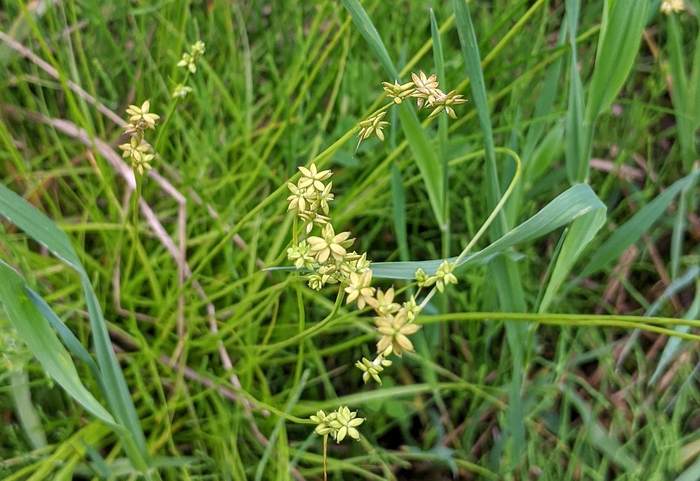   (Carex loliacea),   