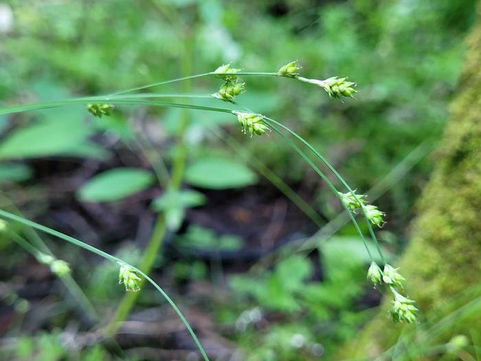   (Carex loliacea),   