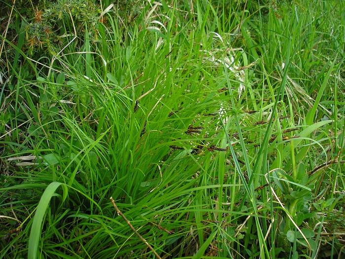   (Carex montana),   