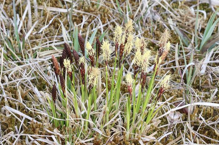   (Carex montana),   