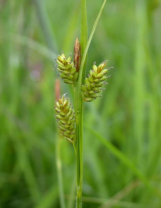   (Carex pallescens),   