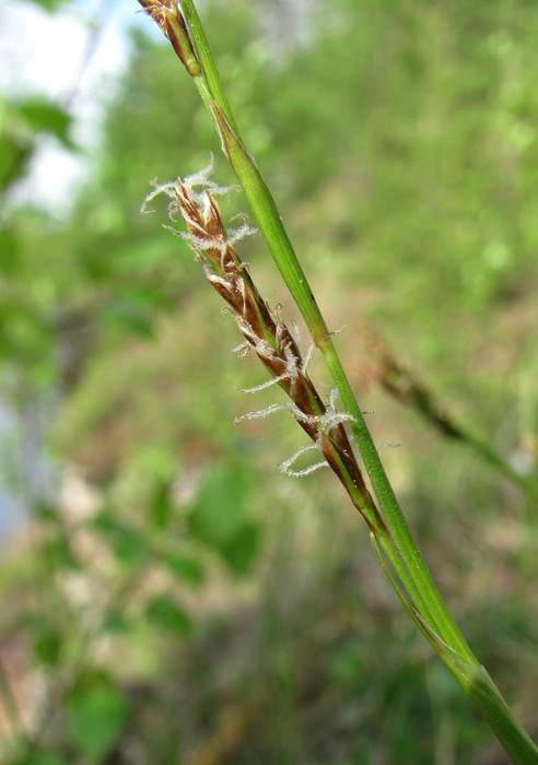   (Carex rhizina),   