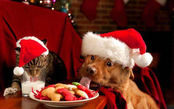 Кошка и собака за праздничным новогодним столом, фото смешная новогодняя картинка фотография