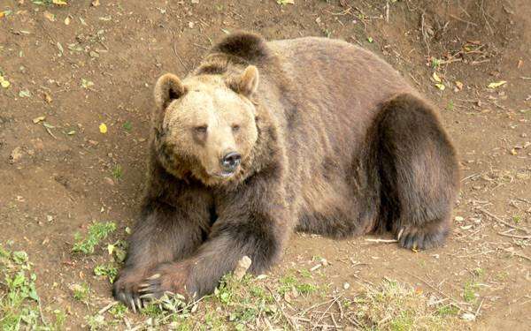 Бурый медведь (Ursus arctos), фото хищные животные фотография 