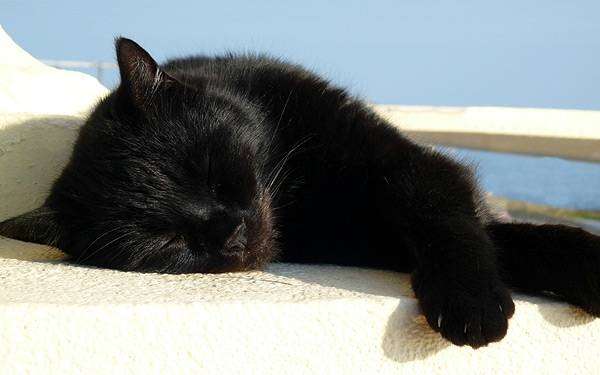 Черная кошка, фото новости о кошках фотография картинка