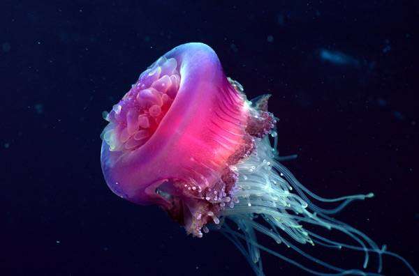 Розовая медуза, фото беспозвоночные фотография