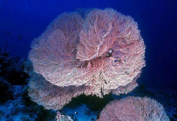 Морские кораллы, фото беспозвоночные фотография 