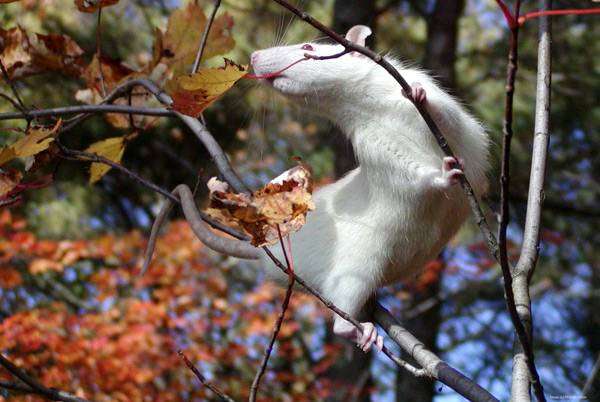 Крыса-альбинос, фото грызуны фотография