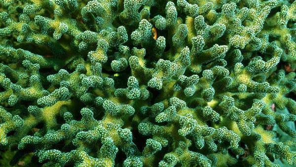 Зеленые кораллы, фото беспозвоночные животные фотография