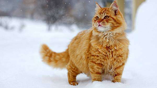 Рыжий кот на снегу, фото фотография