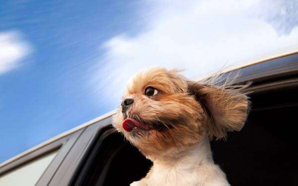 Собака в машине, фото собаки фотография