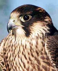 ,   (Falco peregrinus), , 