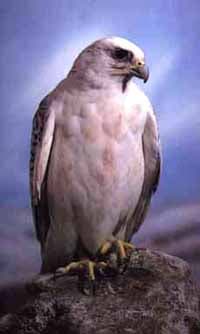 ,   (Falco rusticolus), , 