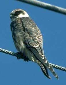 Кобчик, кобчик (Falco vespertinus) соколы, размер окраска голос ...