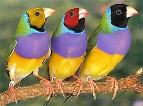 http://www.zooclub.ru/attach/birds/360.jpg