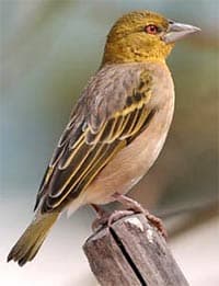  ,   (Ploceus cucullatus), ,   http://oiseaux-nature.com