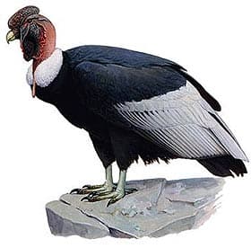  ,   (Vultur gryphus), ,   http://g.pwn.pl