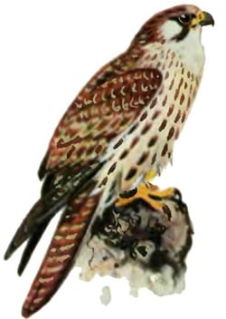   (Falco cherrug cherrug), - , ,   nature.ok.ru