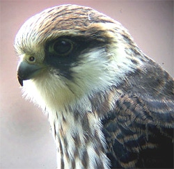 Восточный кобчик, амурский кобчик (Falco vespertinus amurensis ...