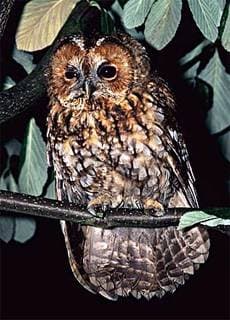  ,   (Strix aluco),   http://www.djsphotography.co.uk/images/Birds/Tawny-Owl-9.jpg