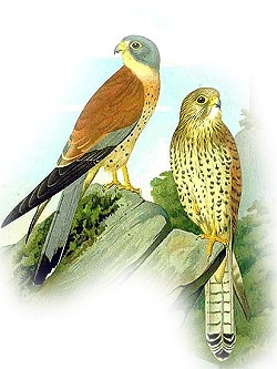   (Falco naumanni),   http://upload.wikimedia.org/wikipedia/commons/thumb/8/84/Falco_naumanni_NAUMANN.jpg/449px-Falco_naumanni_NAUMANN.jpg