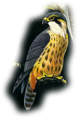  (Falco subbuteo),  