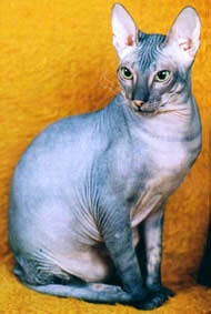Донской сфинкс, фото, фотография, голая кошка породы кошек