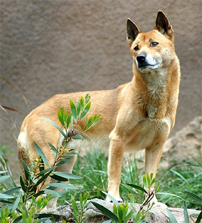    (Canis lupus hallstromimi),  
