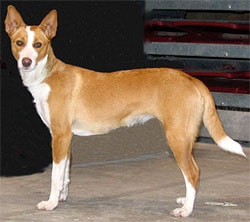   ,  ,   c http://www.dogsindepth.com/hound_dog_breeds/images/portuguese_podengo_h04.jpg