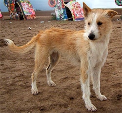   ,  ,   c http://www.dogsindepth.com/hound_dog_breeds/images/portuguese_podengo_h06.jpg