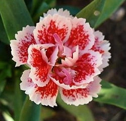   (Dianthus caryophyllus), ,   http://www.flowers-cs.com/