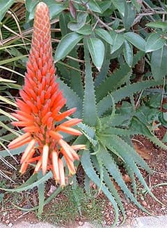   (Aloe arborescens), ,   http://pagesperso-orange.fr/