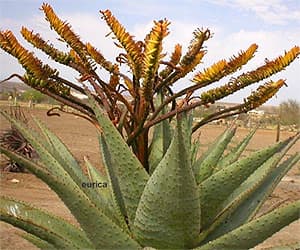   (Aloe marlothii),    http://succulentplants.net/,  