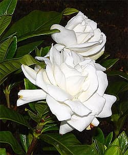   (Gardenia jasminoides), ,   http://k53.pbase.com/,  