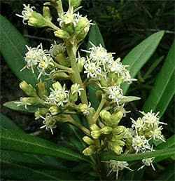   (Brachylaena neriifolia), ,   http://www.biodiversityexplorer.org/,  