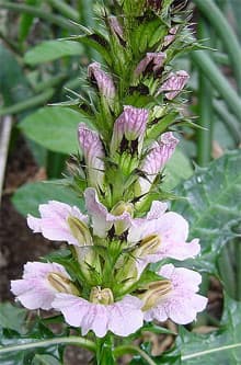   (Acanthus montanus),    http://www.mytho-fleurs.com/,  