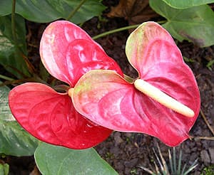  (Anthurium andreanum),   www.zooclub.ru,  