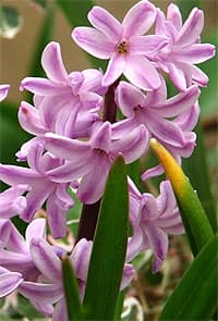   (Hyacinthus orientalis),    http://pics.davesgarden.com/,  