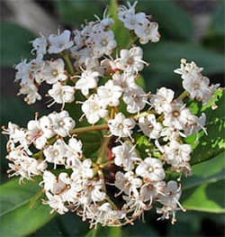  ,   (Viburnum tinus), ,   http://www.gcnursery.co.uk/,  